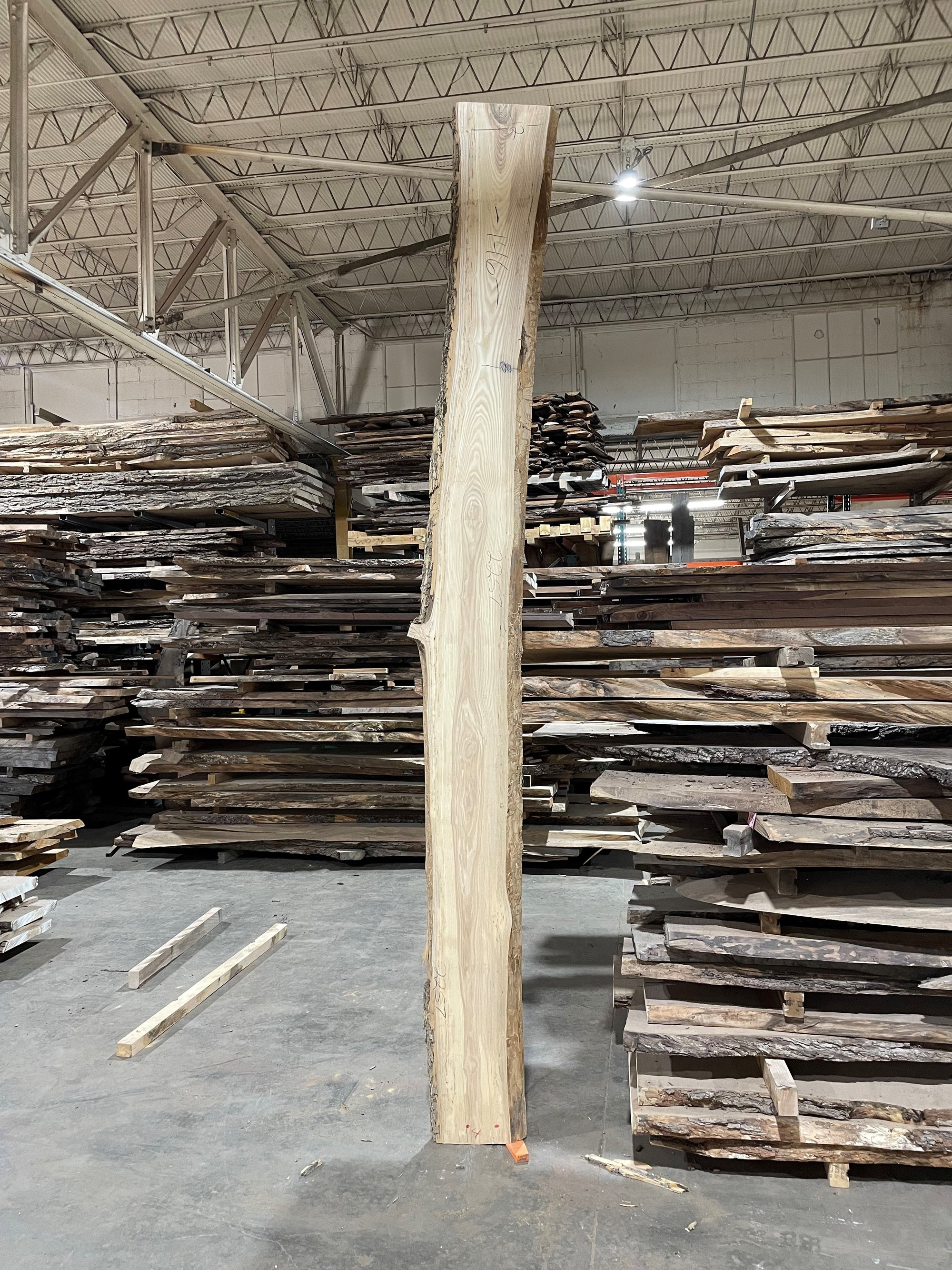 Ash (2257) 146” L x 8-12” W x 2” T