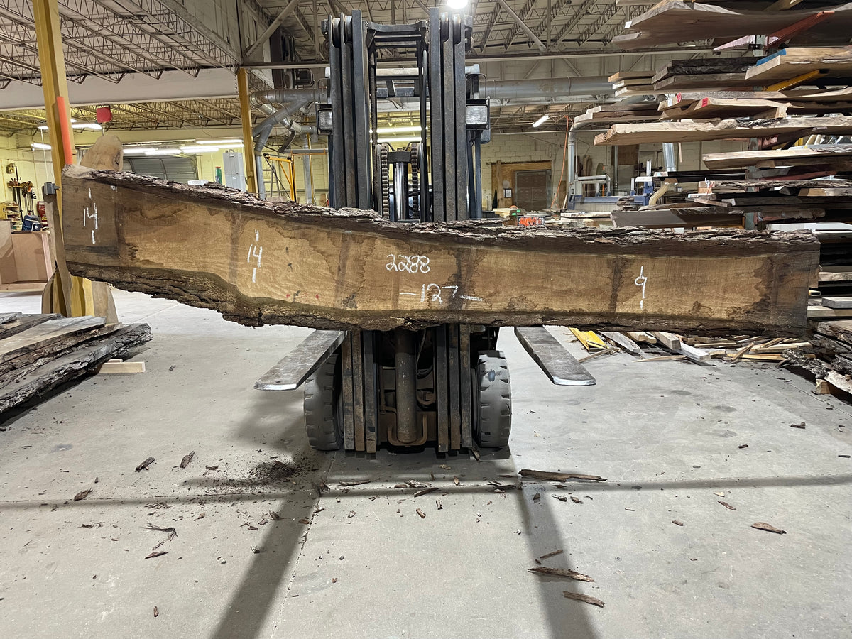 Walnut (2288) 127” L x 9-14” W x 2"