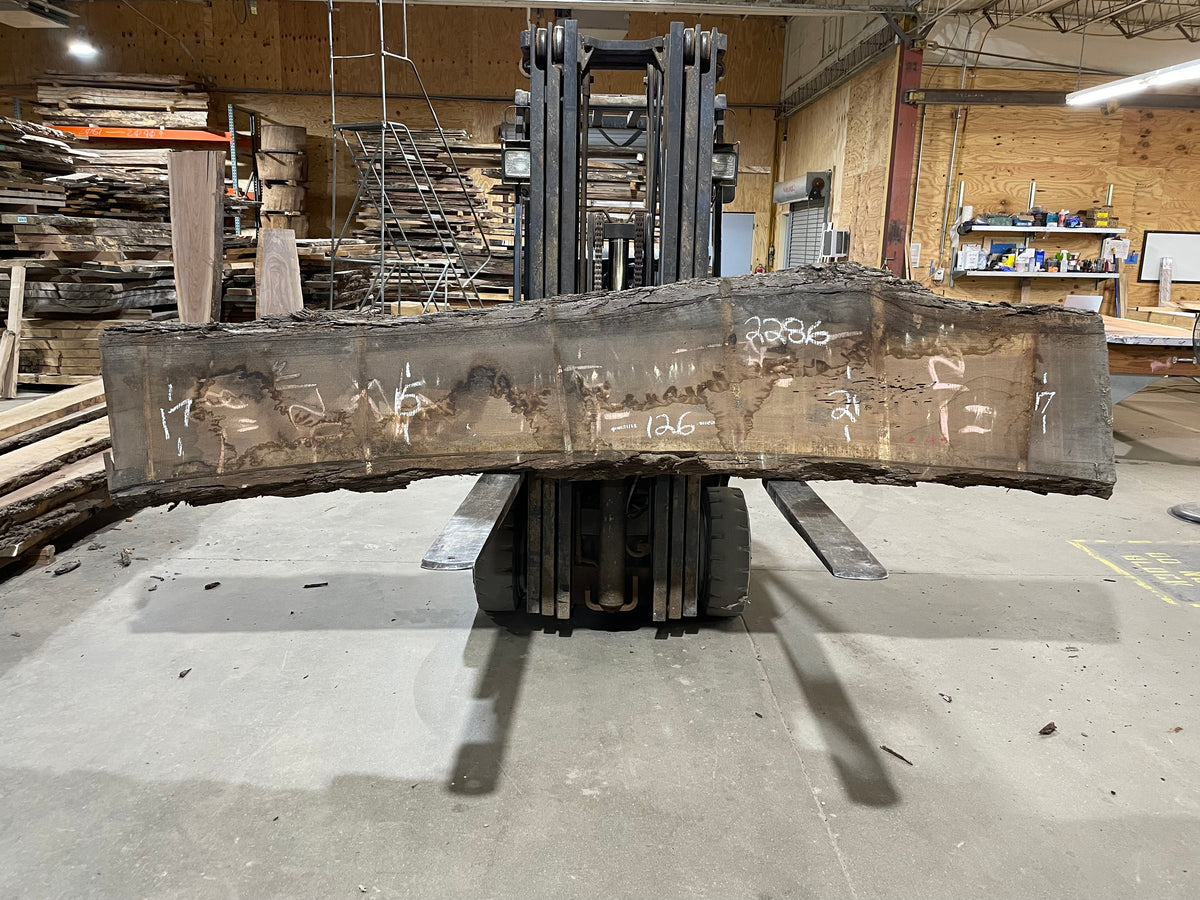 Walnut (2286) 126” L x 15-21” W x 3&quot;