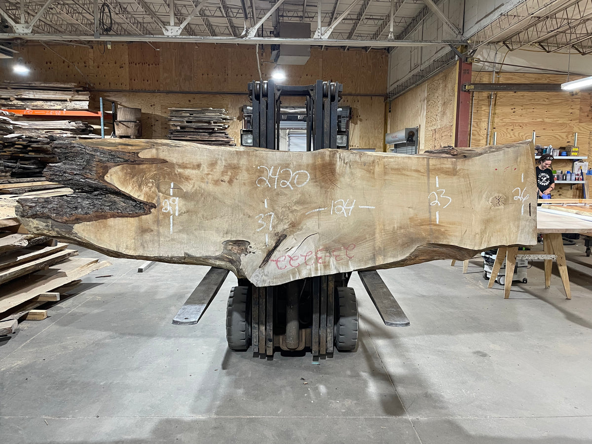 Maple (2420) 124&quot; L x 23-37&quot; W x 3&quot; T
