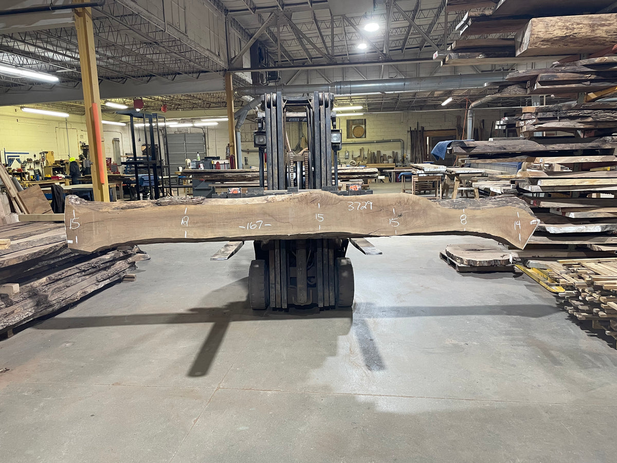 BLACK WALNUT (3729) 167” L x 8"-15” W x 2.5”