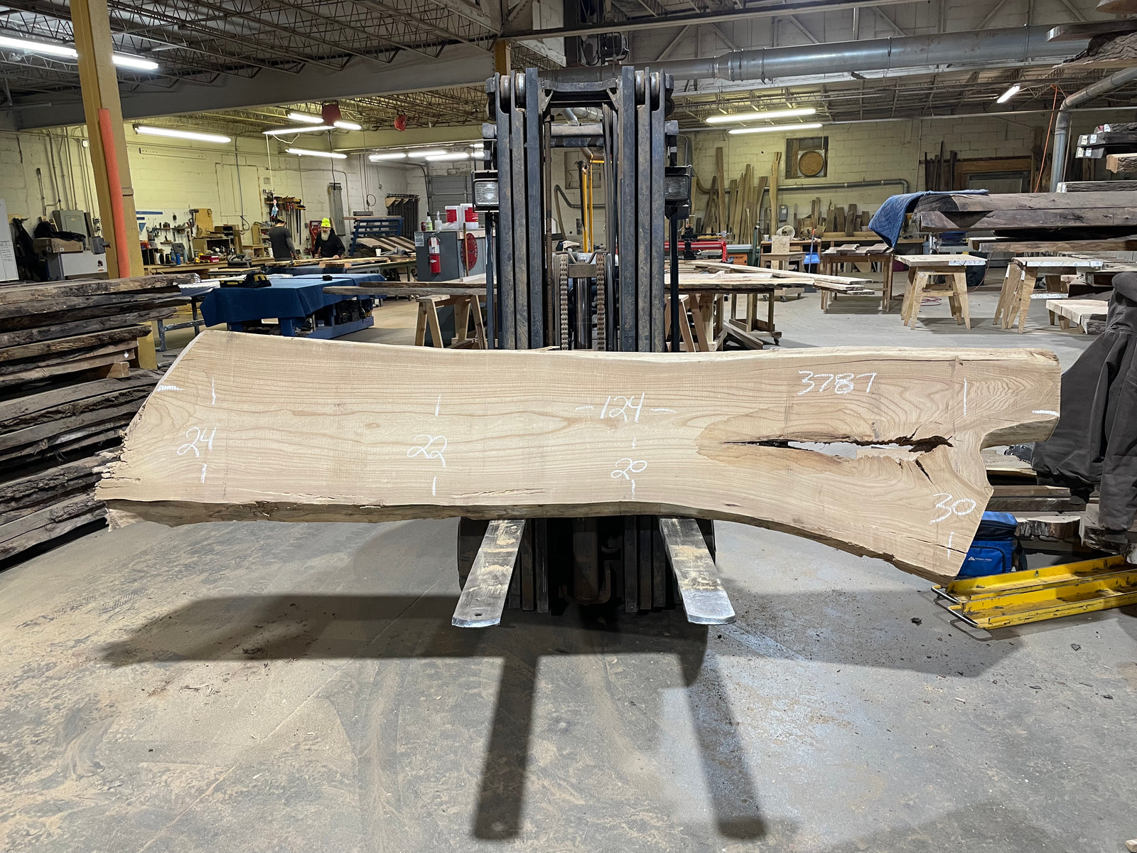 Siberian Elm (3787) 124” L x 20-30” W x 3” T