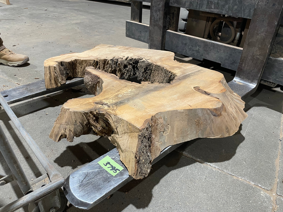American Elm Crosscut (3795) 34”x 35&quot;x 35” W x 4” T