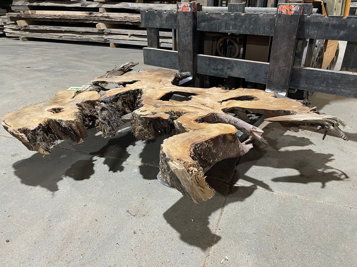 American Elm Crosscut (3798) 39”x 58&quot;x 59” W x 4” T