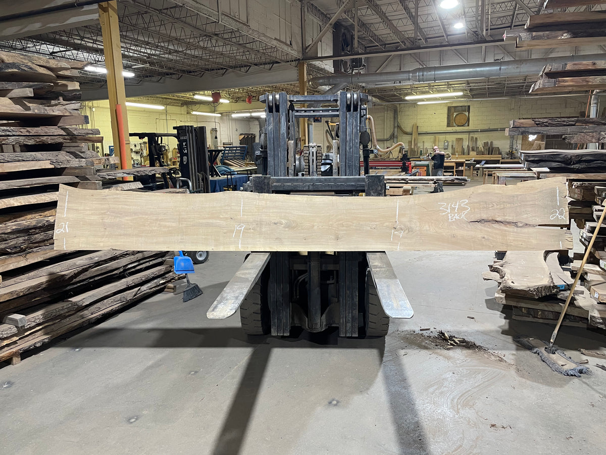 American Elm (3143) 159” L x 14-20” W x 3” T