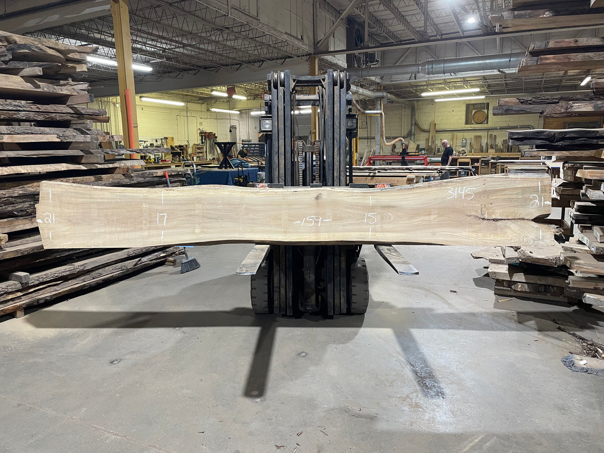 American Elm (3145) 159” L x 15-21” W x 3” T