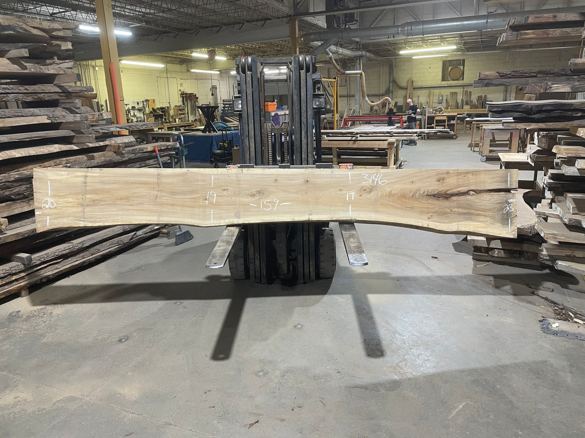 American Elm (3146) 159” L x 17-23” W x 3” T