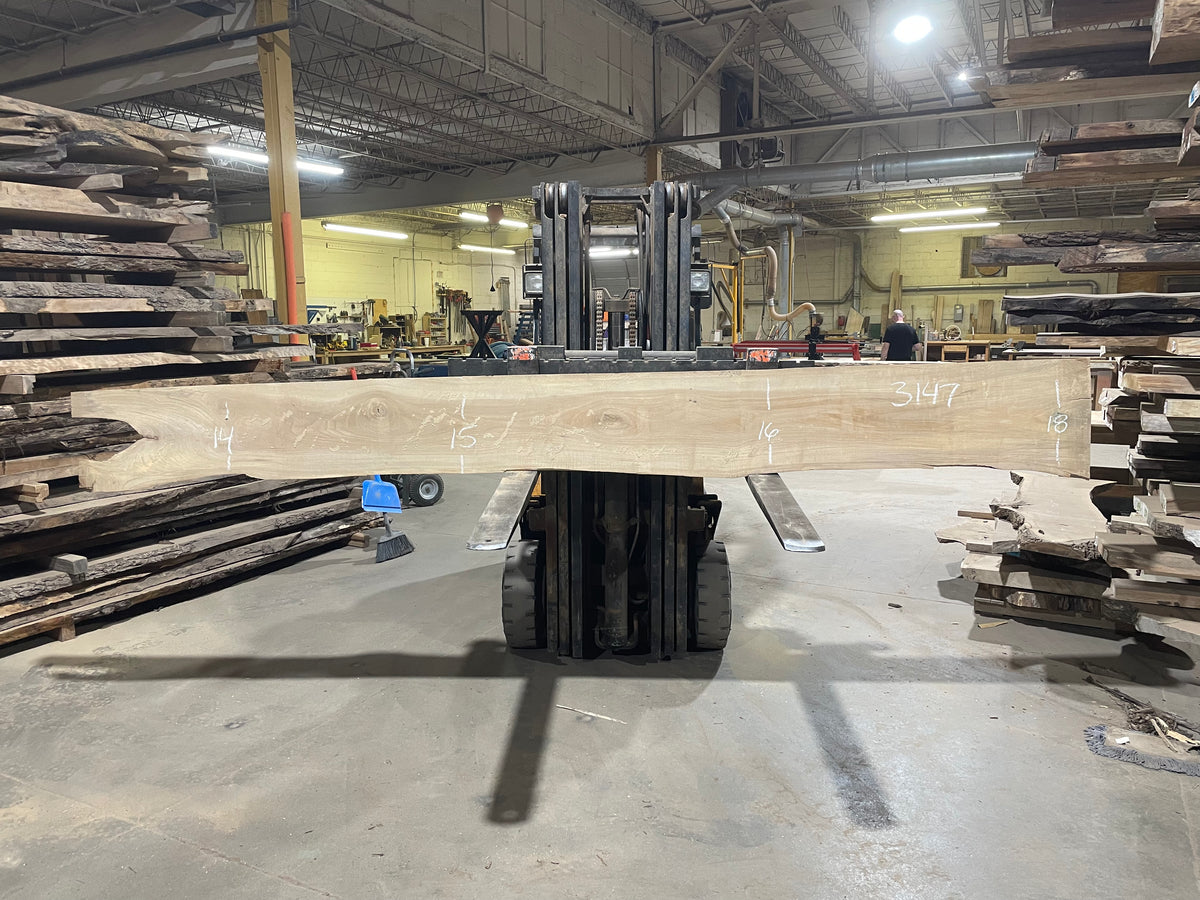 American Elm (3147) 143” L x 4-15” W x 3” T