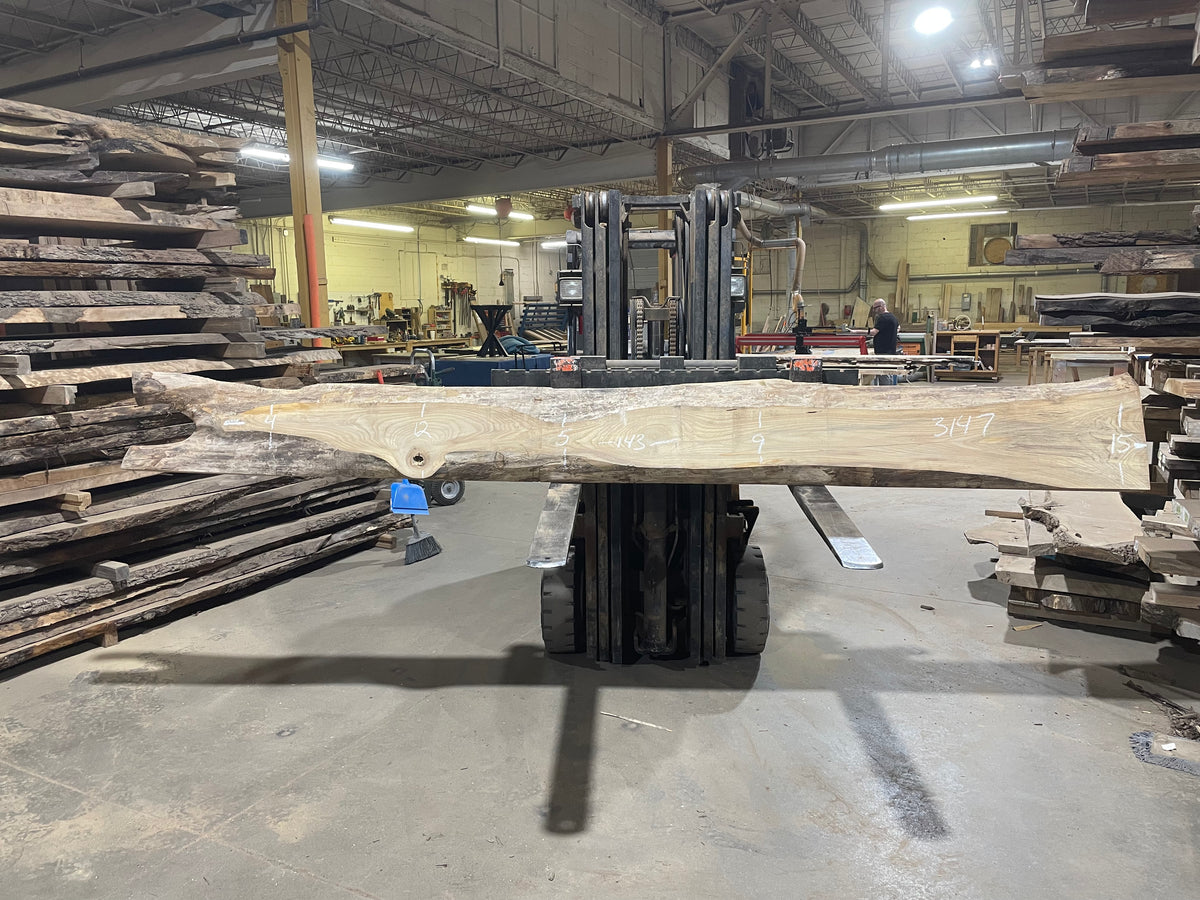 American Elm (3147) 143” L x 4-15” W x 3” T