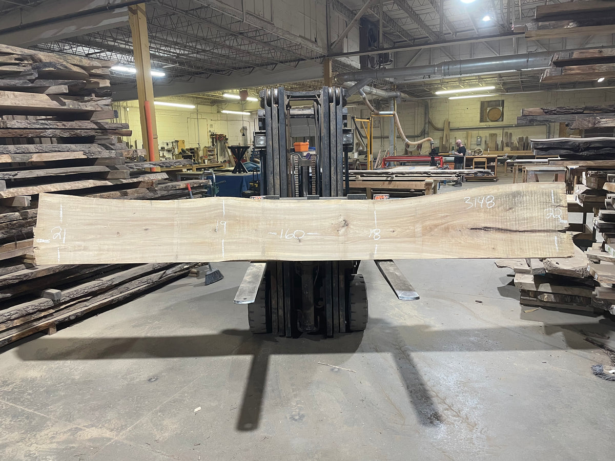 American Elm (3148) 160” L x 18-22” W x 3” T