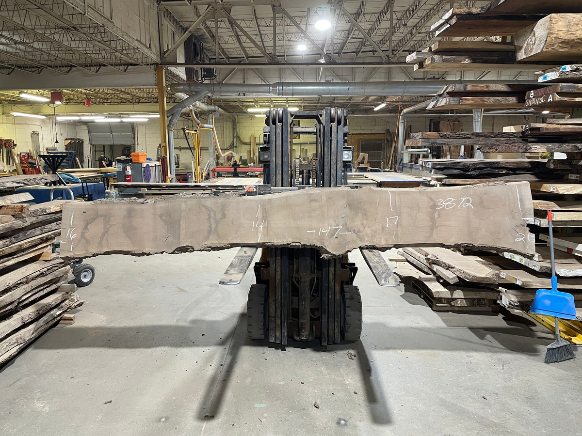 BLACK WALNUT (3872) 147” L x 14&quot;-21” W x 2.5”