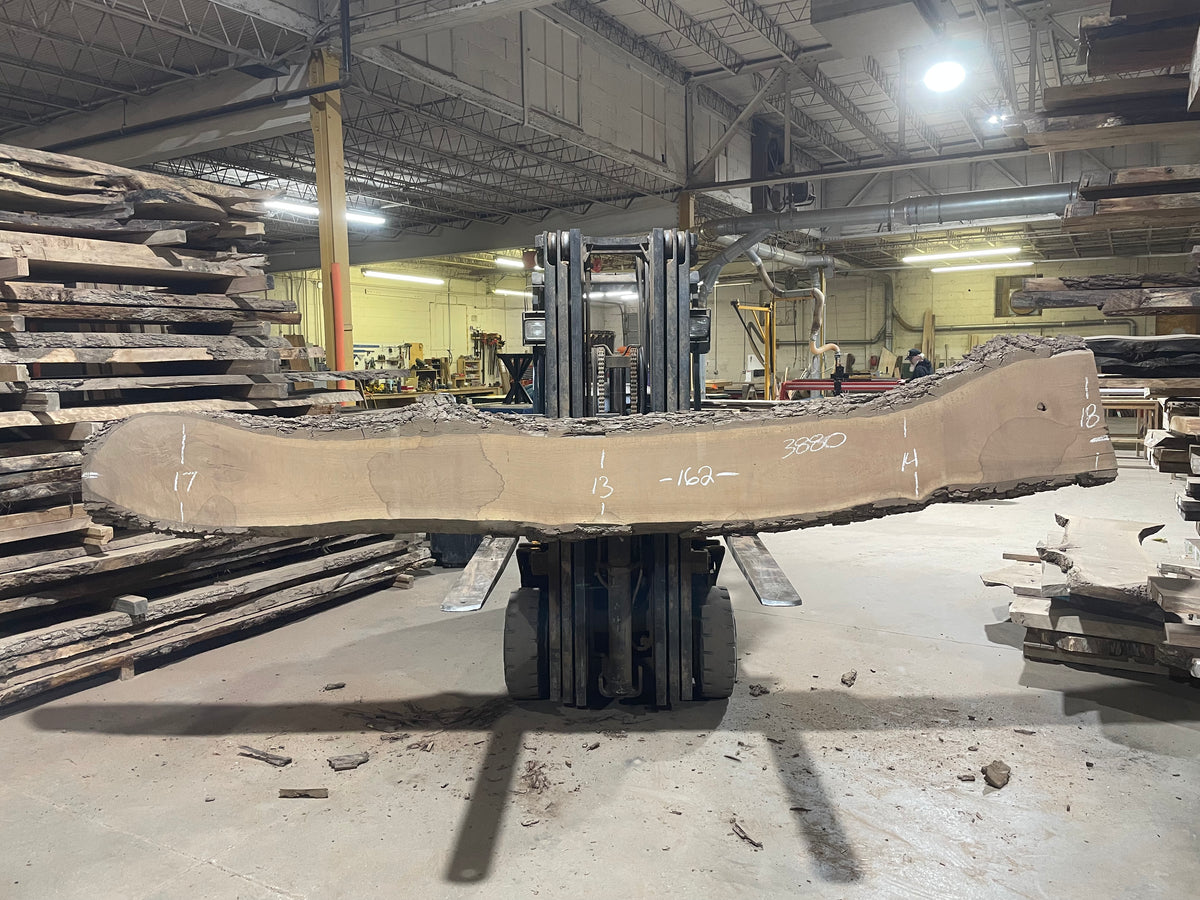 BLACK WALNUT (3880) 162” L x 13"-18” W x 3"