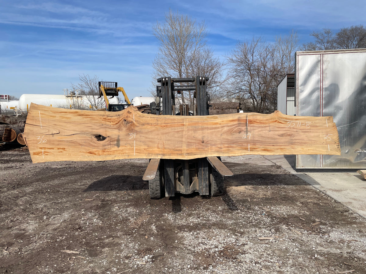 Sycamore (3571) 203” L x 22-36” W x 3” T