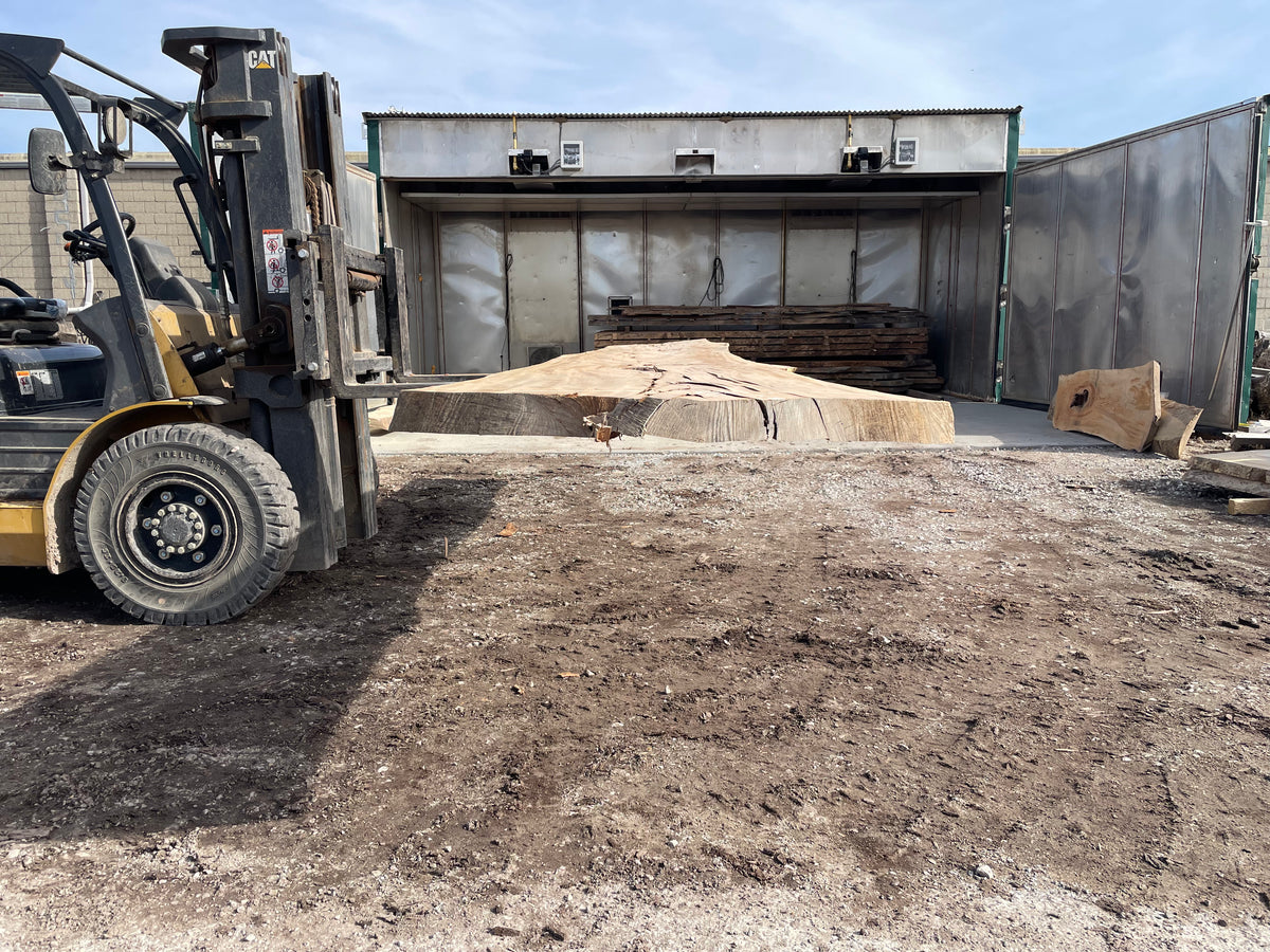 Sycamore (3572) 203” L x 29-38” W x 3” T