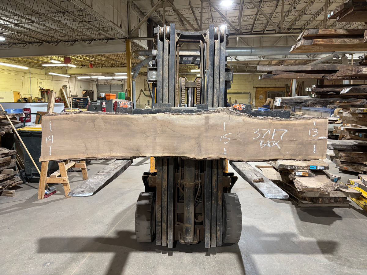 BLACK WALNUT (3747) 94” L x 12"-16” W x 2”