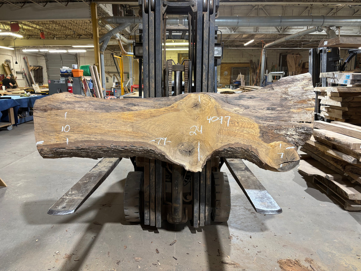 White Oak (4097)  79” L x 7-24” W x 3.5” T