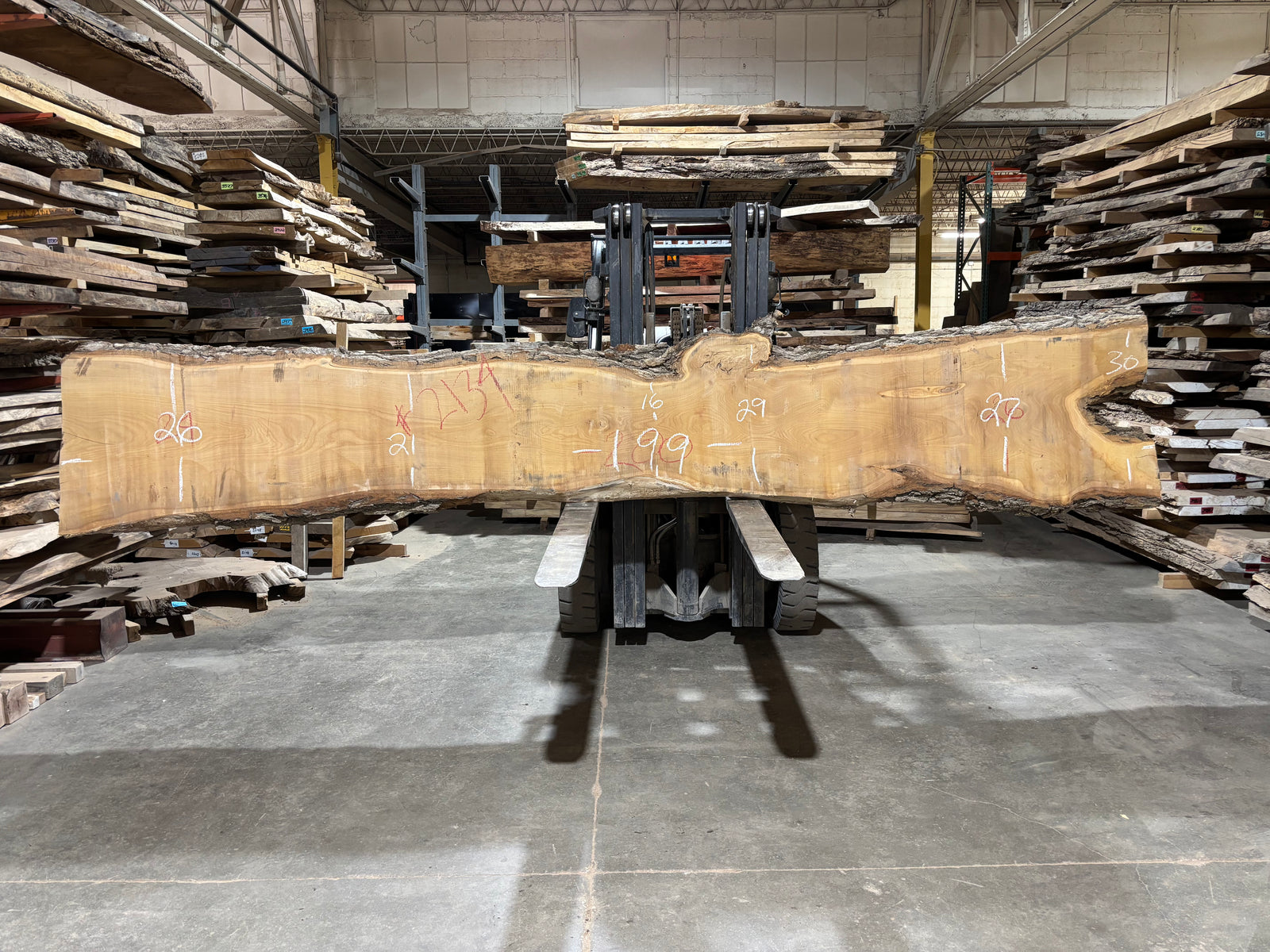 Siberian Elm (2134) 199” L x 16-30” W x 3” T