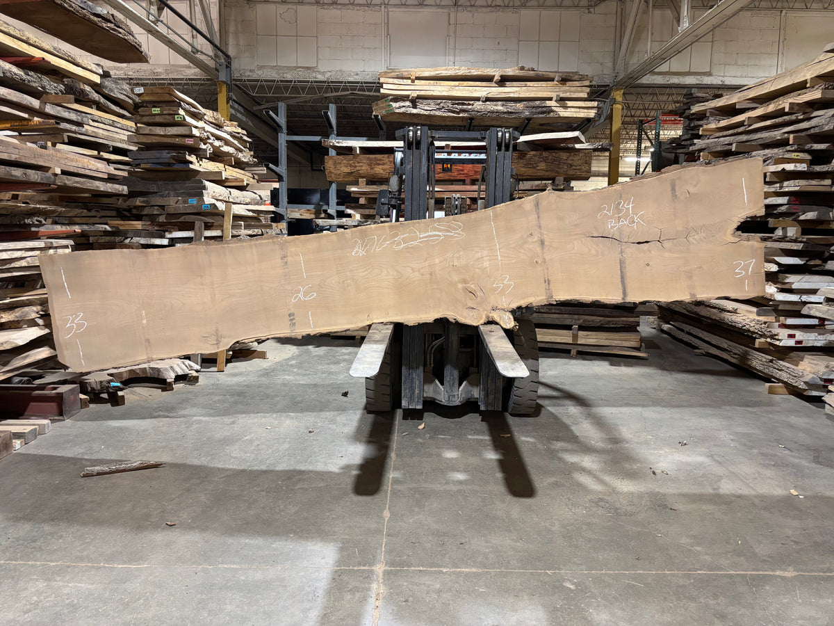 Siberian Elm (2134) 199” L x 16-30” W x 3” T