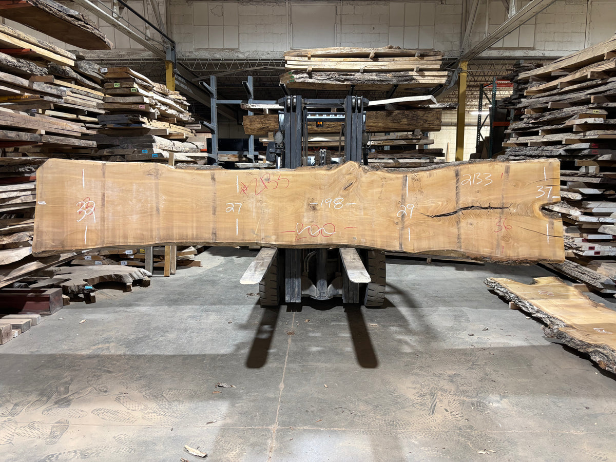 Siberian Elm (2133) 198” L x 27-37” W x 3” T