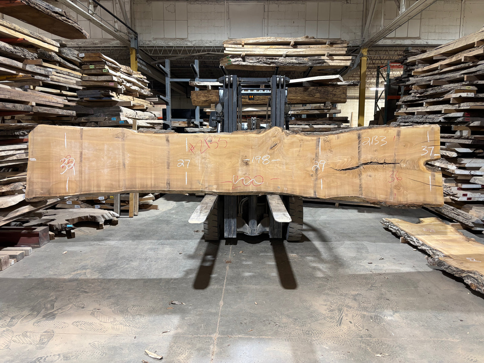 Siberian Elm (2133) 198” L x 27-37” W x 3” T