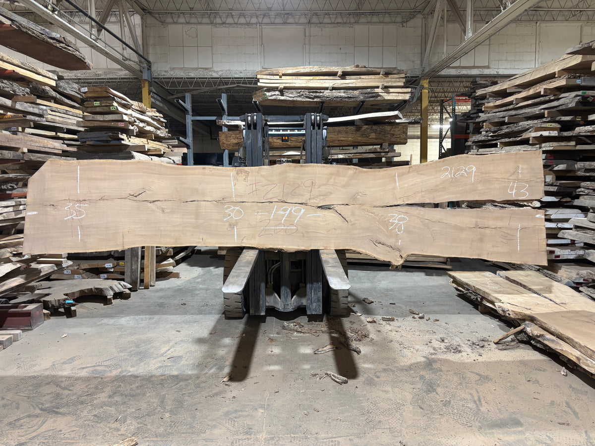 Siberian Elm (2129) 199” L x 30-43” W x 3” T