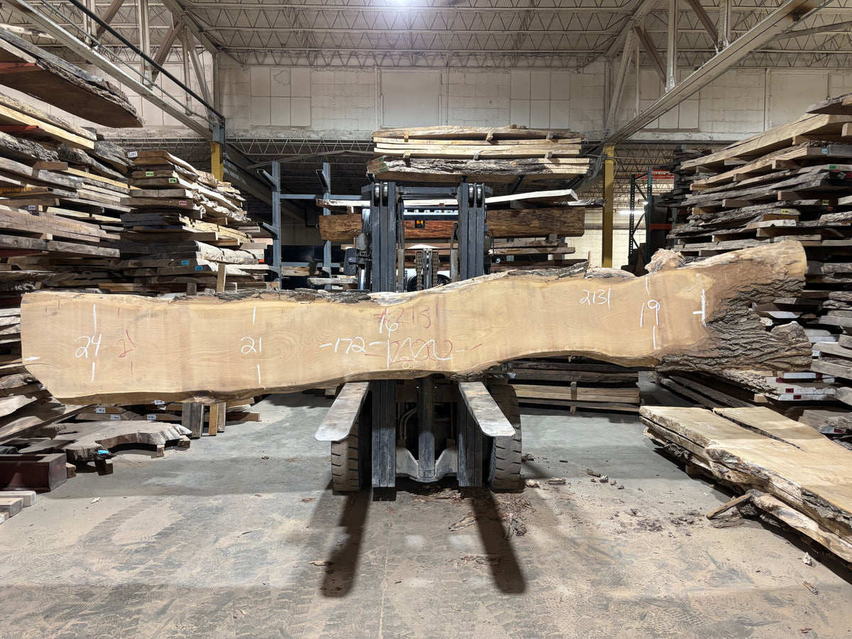 Siberian Elm (2131) 172” L x 16-24” W x 3” T