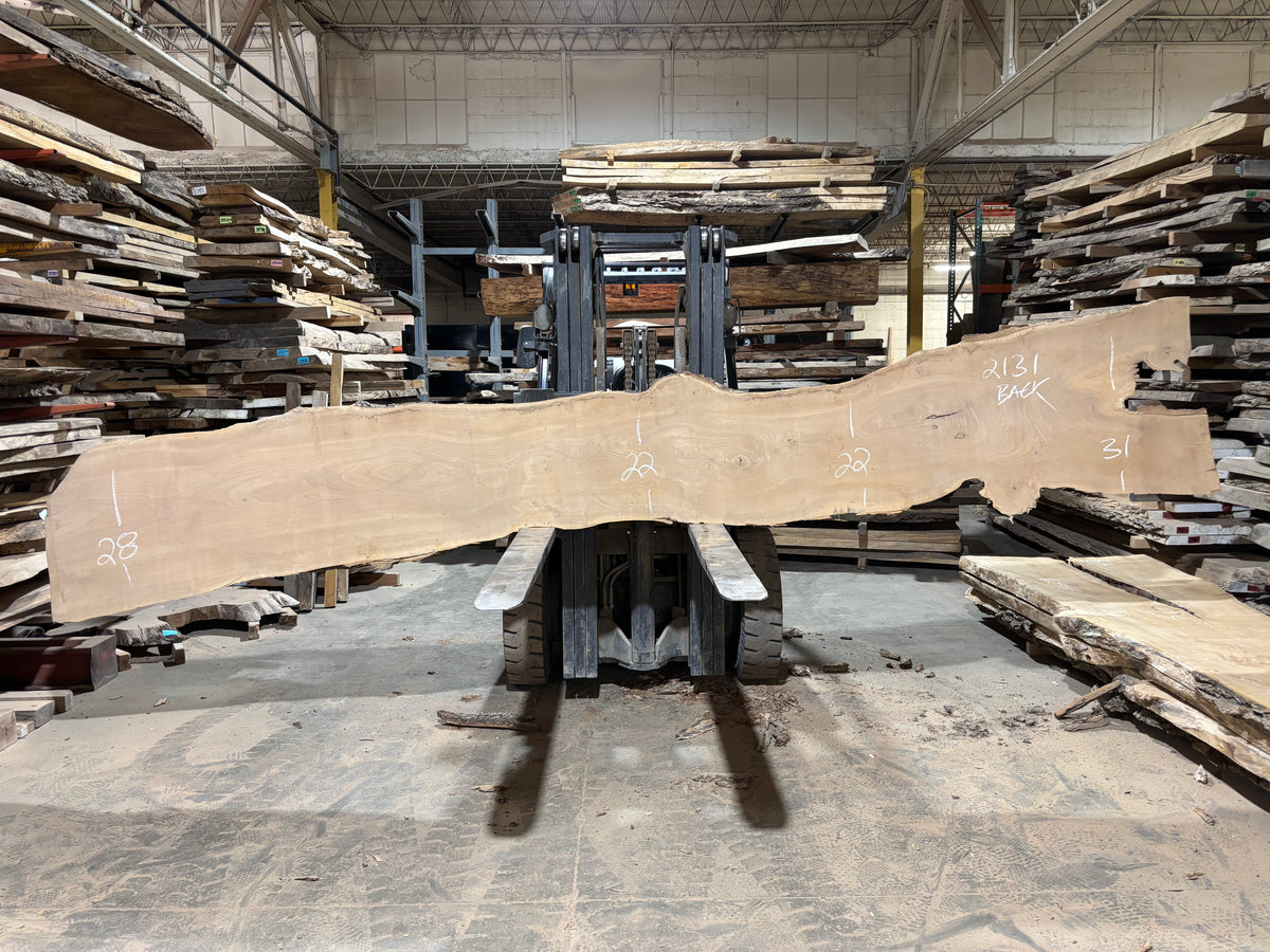 Siberian Elm (2131) 172” L x 16-24” W x 3” T