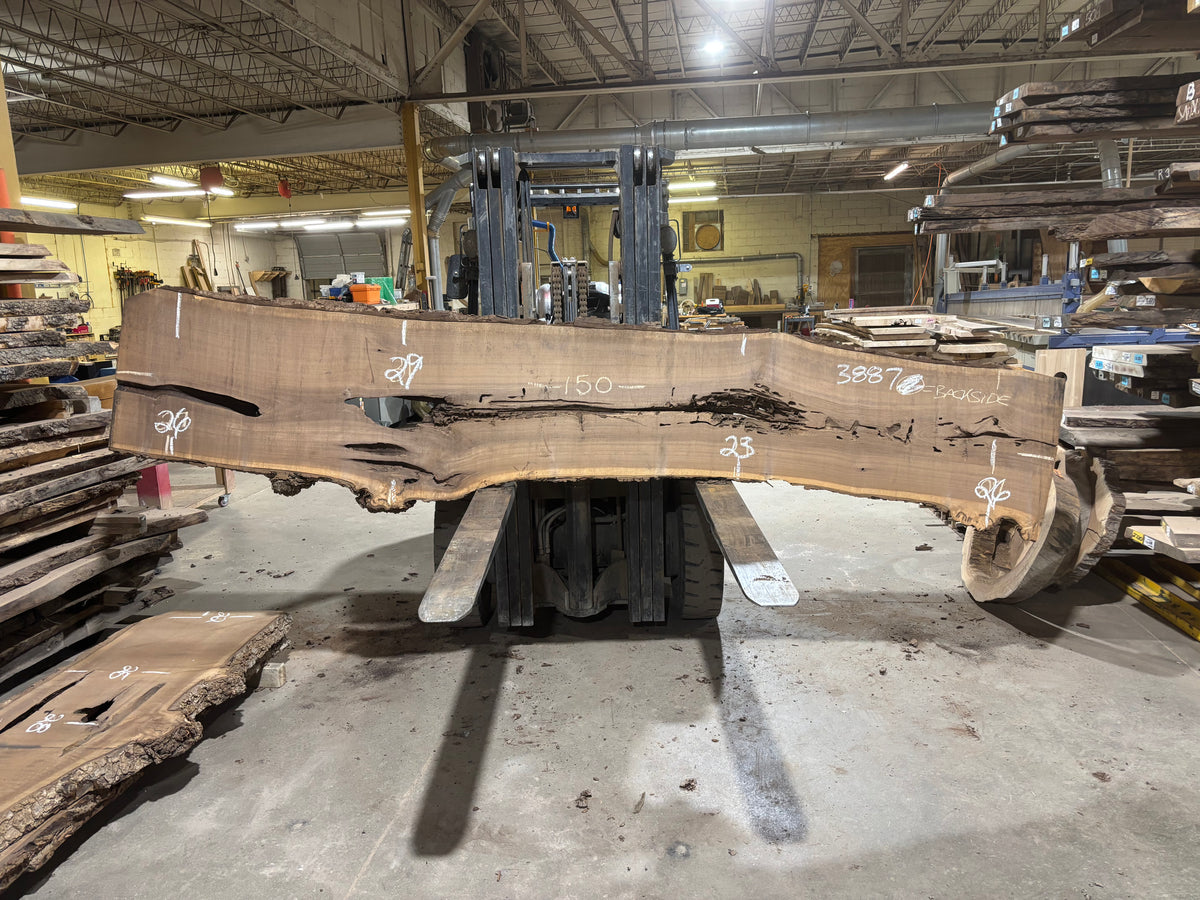 BLACK WALNUT (3887) 150” L x 20"-30” W x 3”