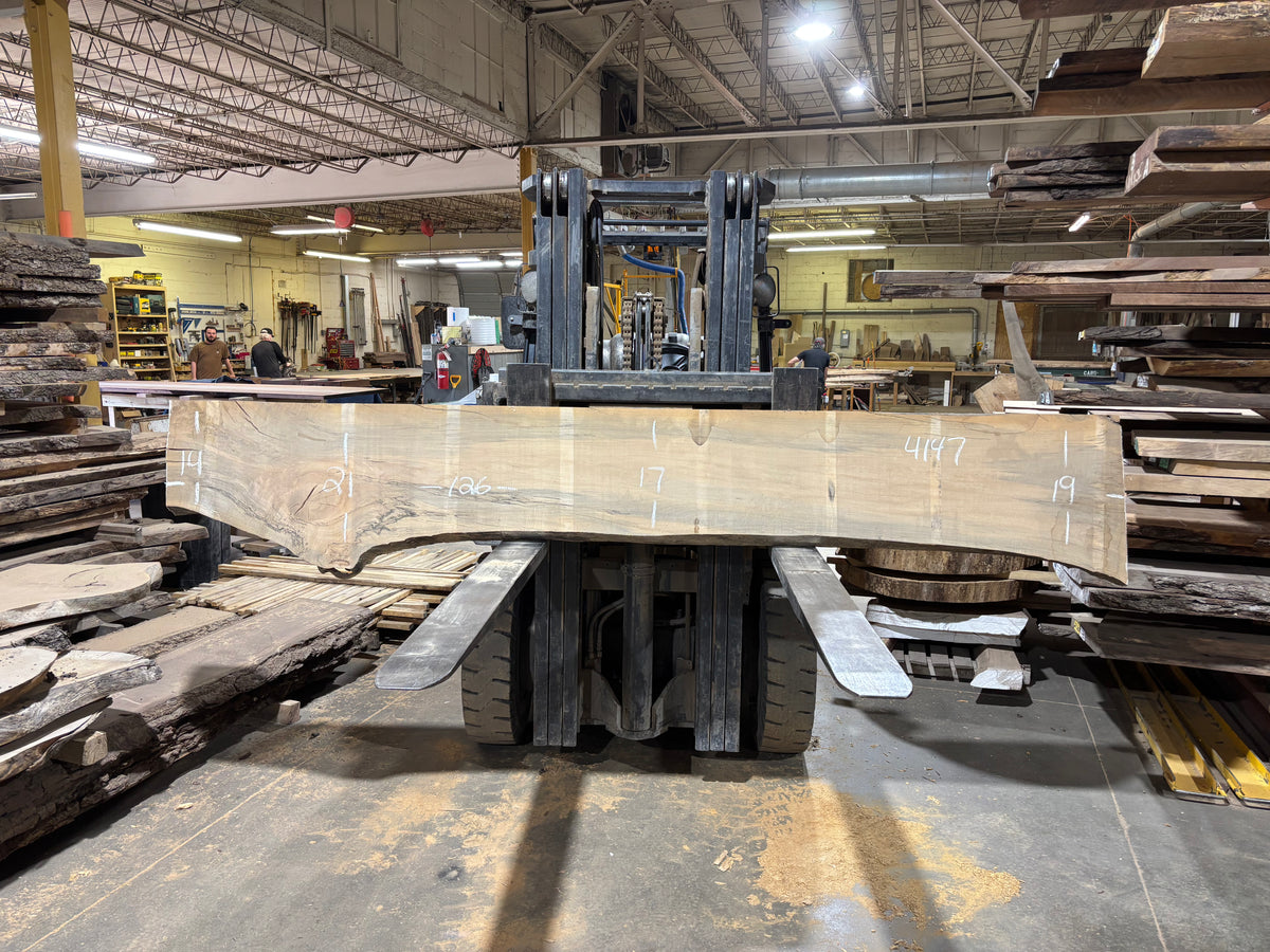 Maple - (4147) 126&quot; L x 14-21&quot; W x 2.5 T