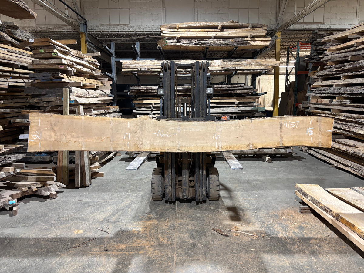 Maple - (4157) 166&quot; L x 15-21&quot; W x 2.5 T