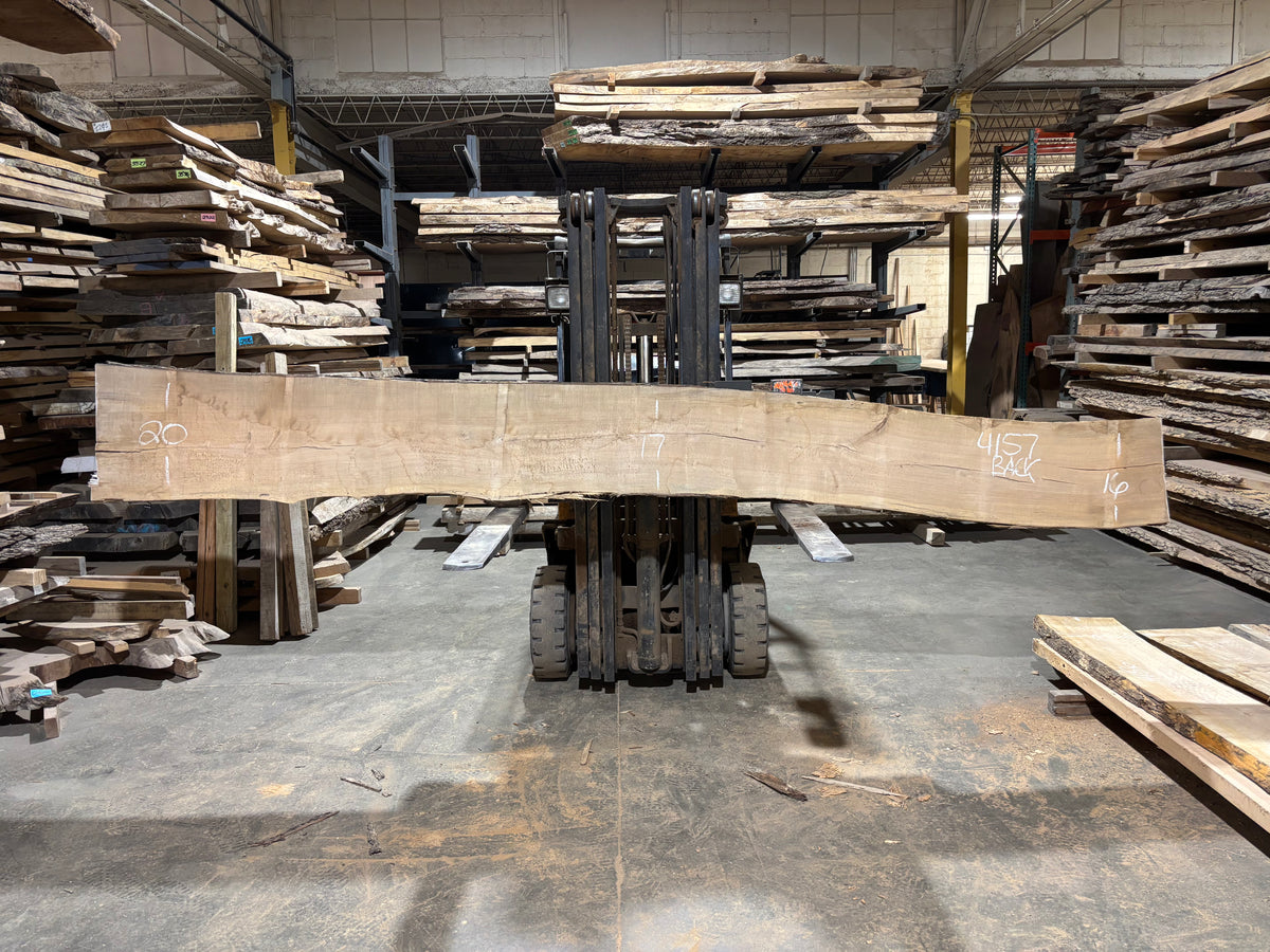 Maple - (4157) 166&quot; L x 15-21&quot; W x 2.5 T