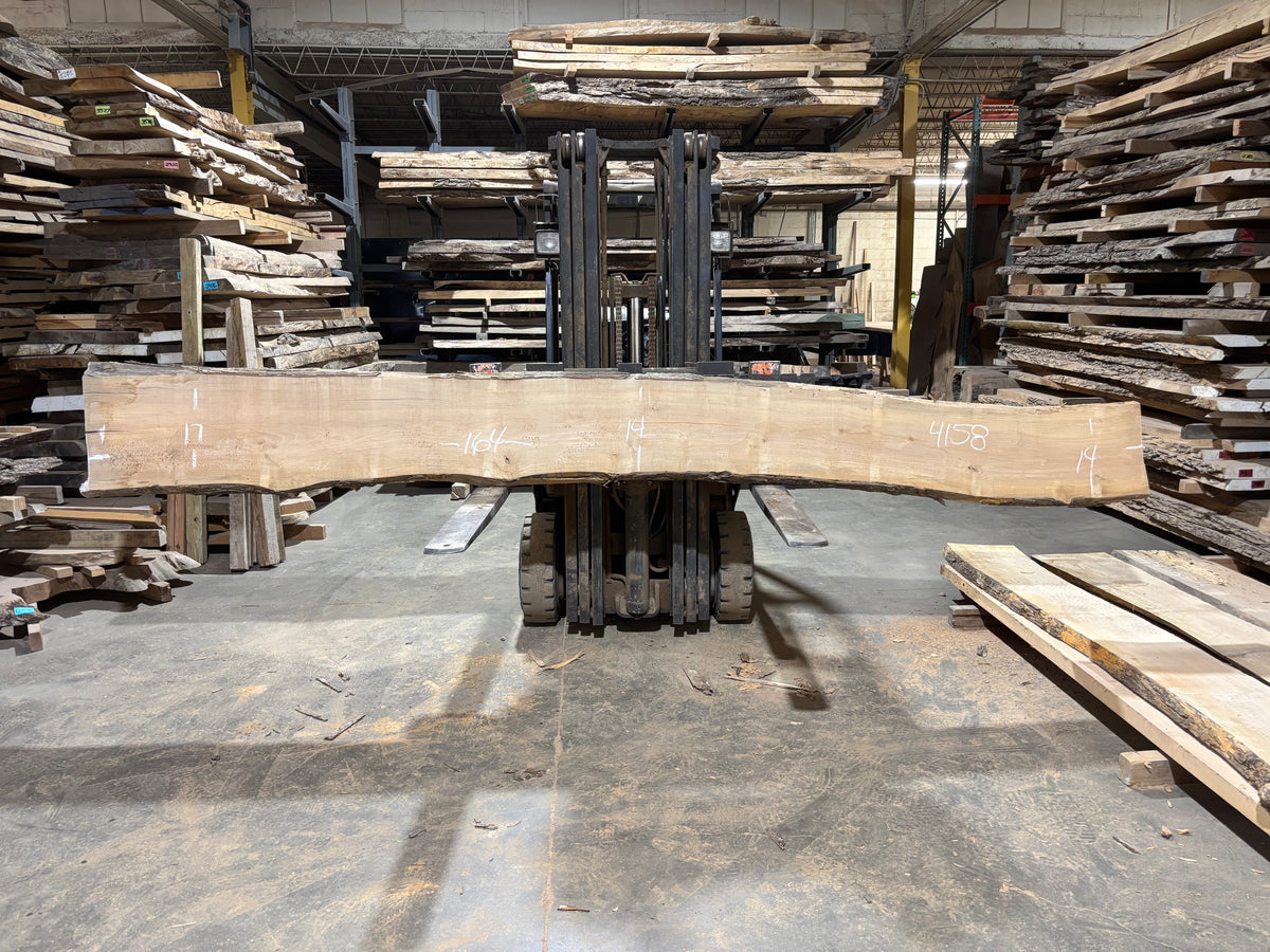 Maple - (4158) 164&quot; L x 14-17&quot; W x 2.5 T