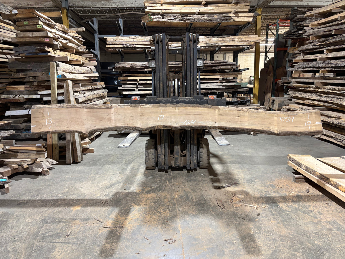 Maple - (4159) 164" L x 10-13" W x 2.5 T