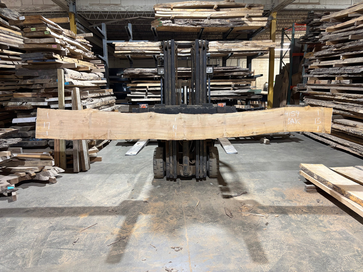 Maple - (4159) 164" L x 10-13" W x 2.5 T