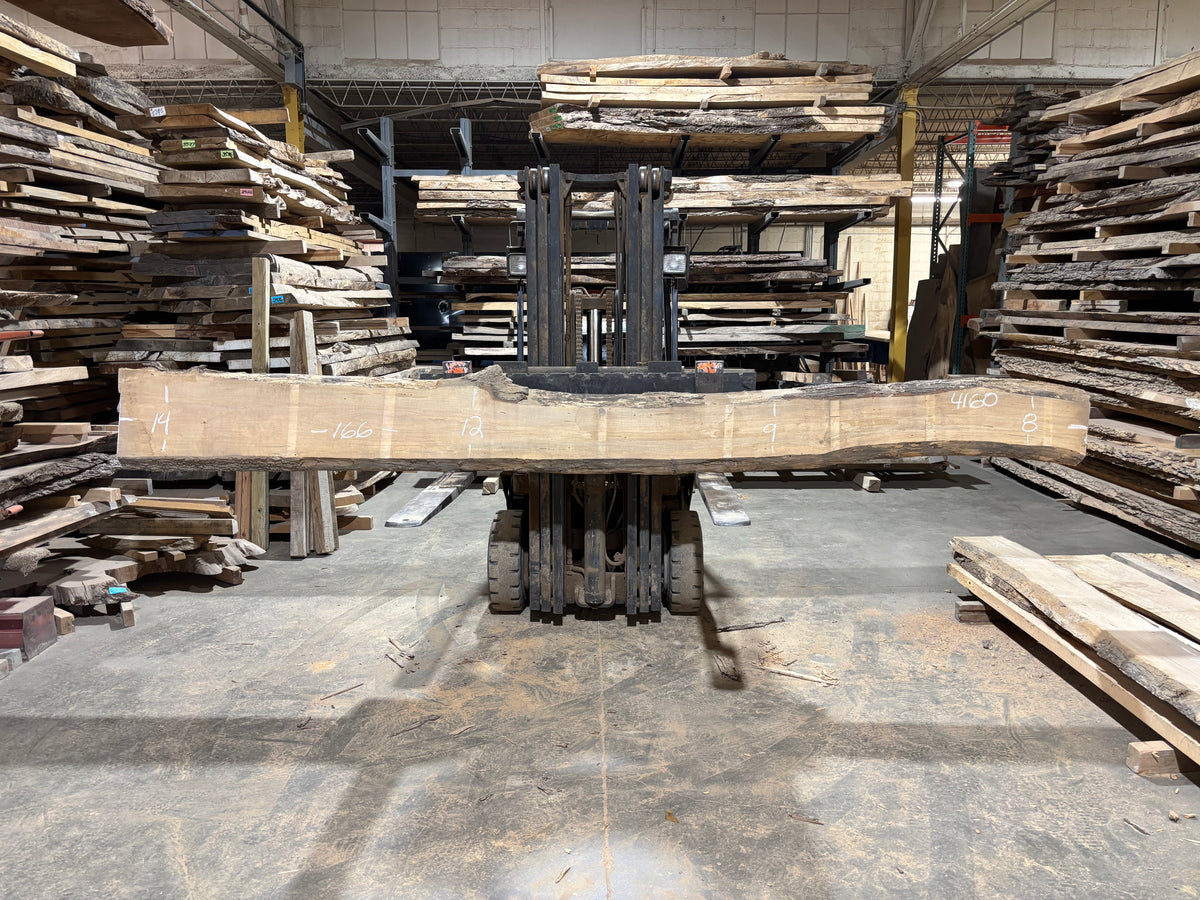 Maple - (4160) 166&quot; L x 8-14&quot; W x 2.5 T