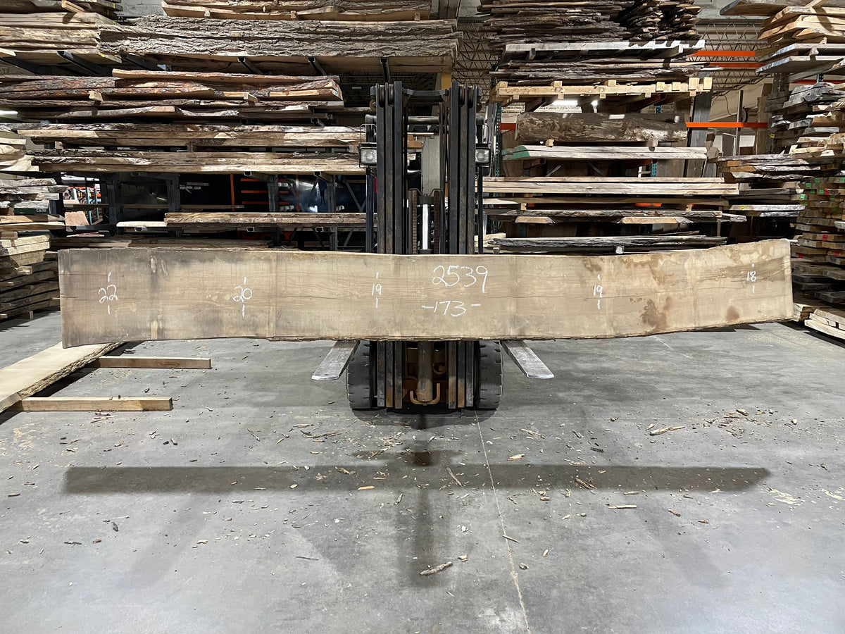 Ash (2539)  173” L x 18-22” W x 2.5” T