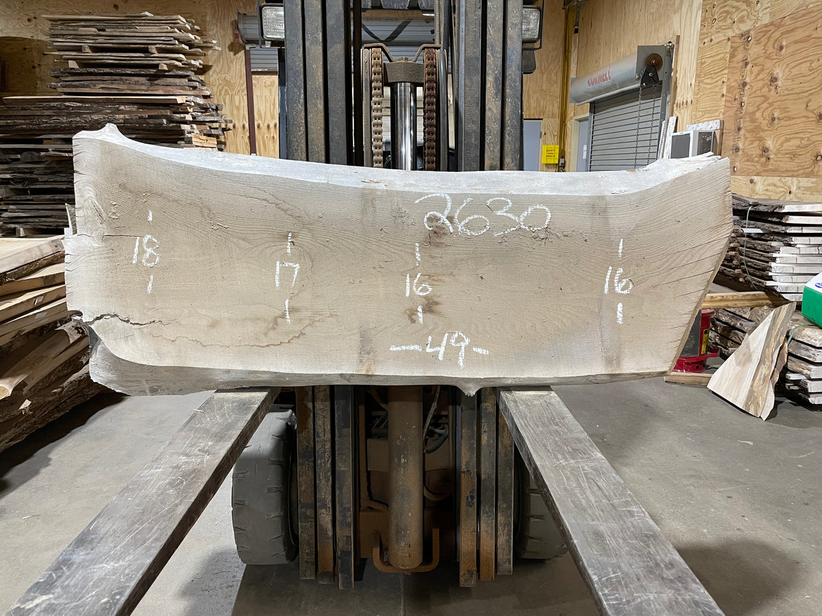 SIBERIAN ELM (2630) 49” L X 16-18” W X 2.25” T