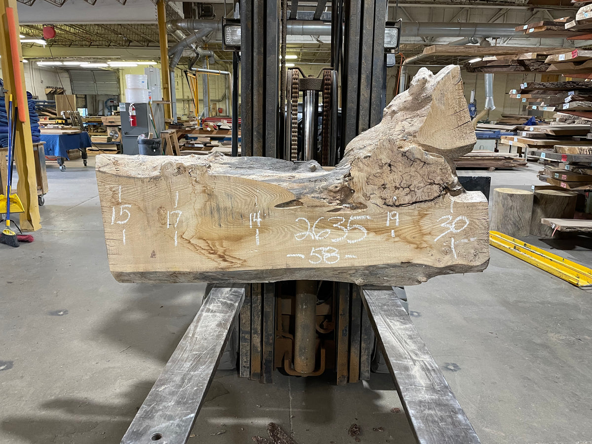 SIBERIAN ELM (2635) 58” L X 14-30” W X 2.75” T