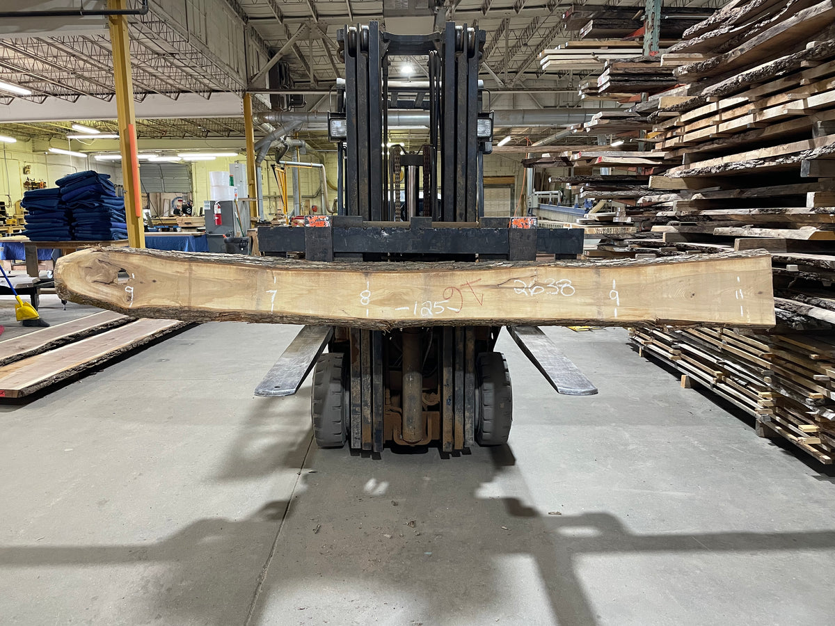 SIBERIAN ELM (2638) 125” L X 7-11” W X 2” T