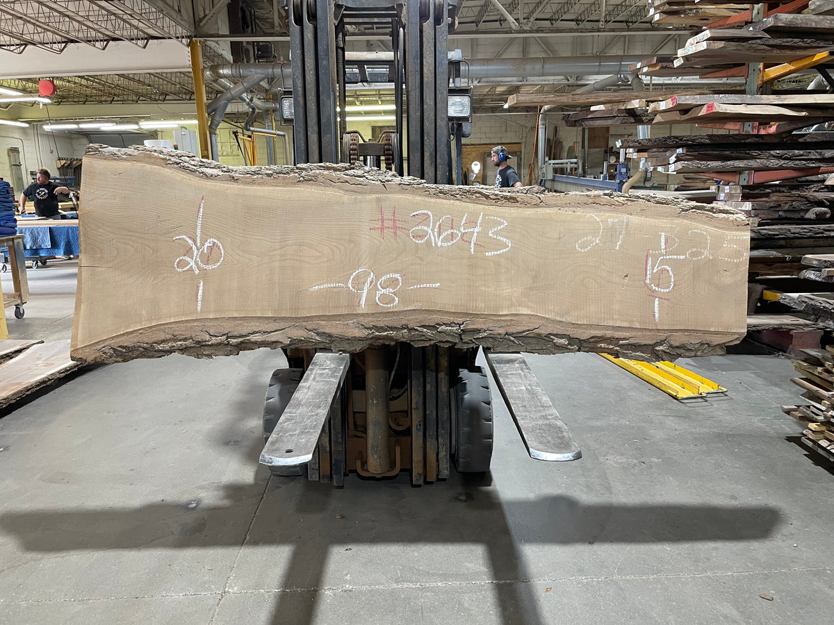 SIBERIAN ELM (2643) 98” L X 15-20” W X 2” T