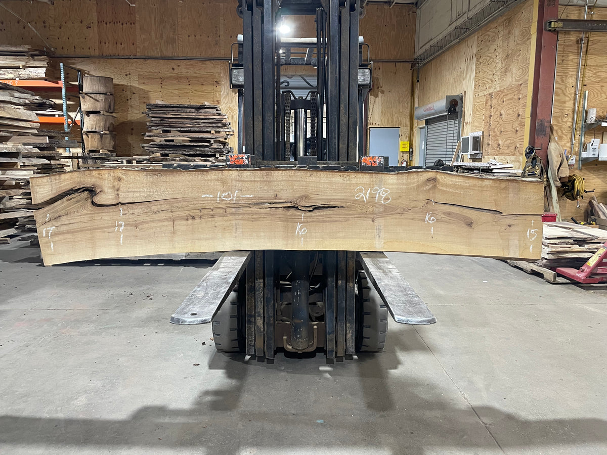 American Elm (2198)  101” L x 15-17” W x 2” T