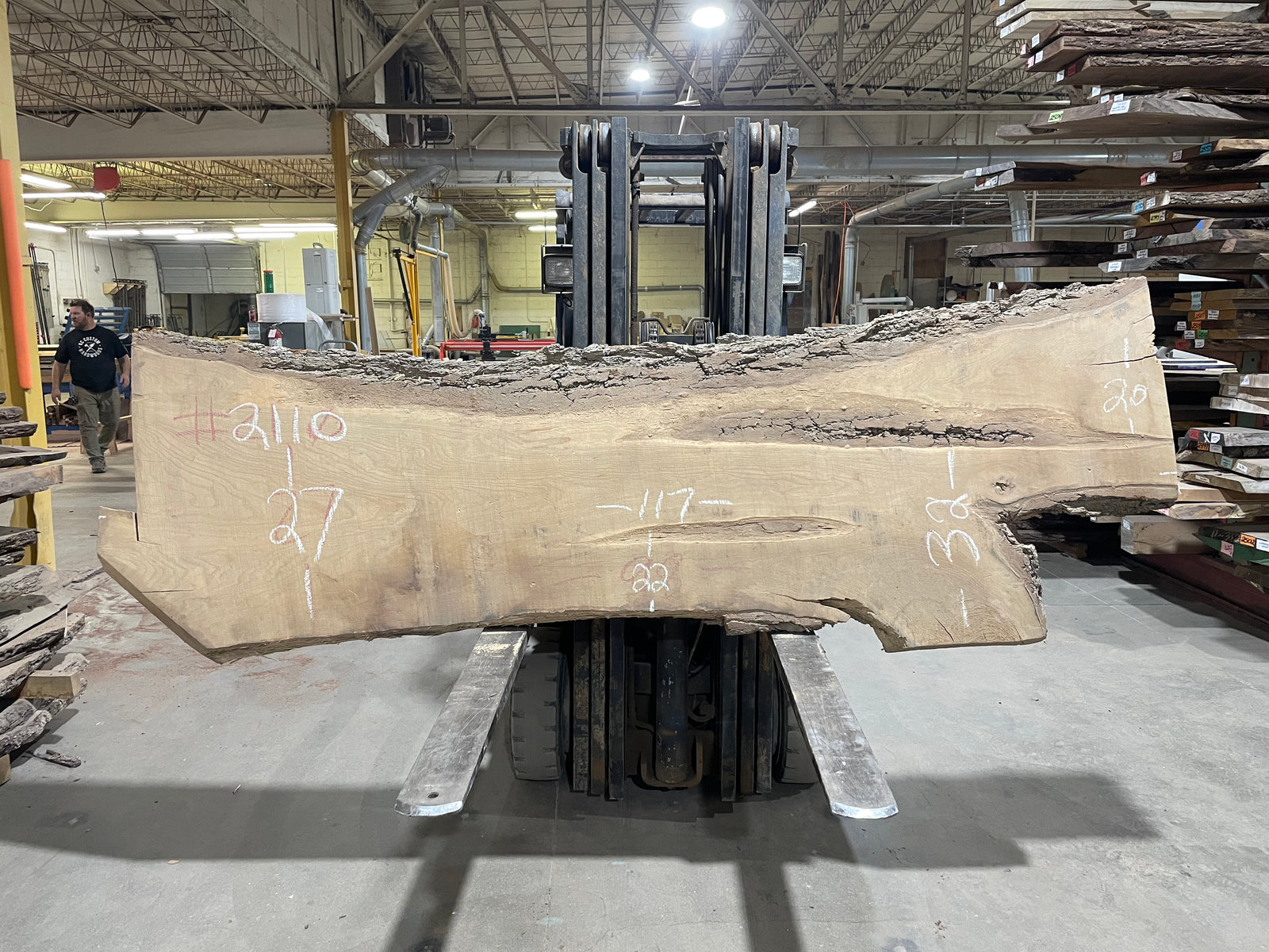 SIBERIAN ELM (2110) 117” L X 22-32” W X 2.5” T