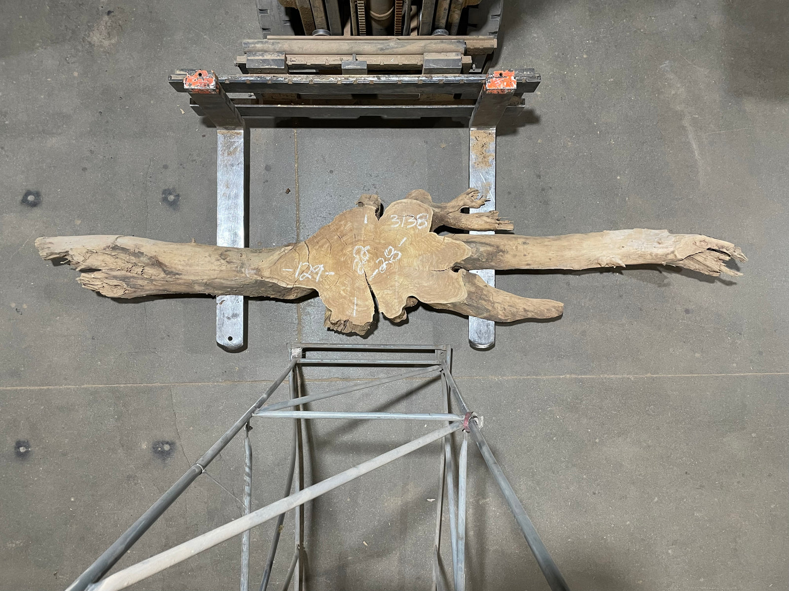 Siberian Elm Root Slab (3138)  129” L x 22-28” W x 4” T