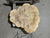 Maple Crosscut (3177)  55” x 50” W x 4” T
