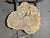 Maple Crosscut (3180)  60” x 48” W x 4” T