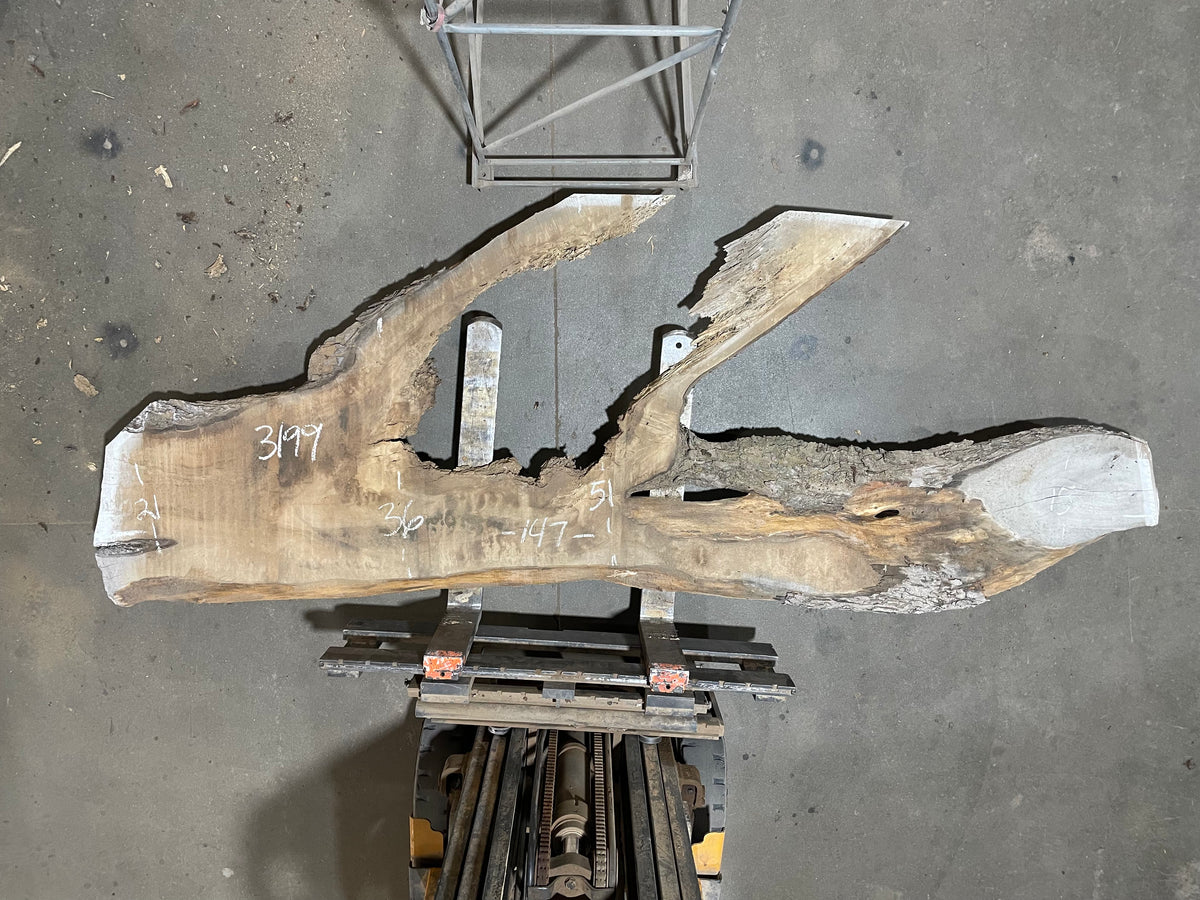 Maple - (3199) 147&quot; L x 15-51&quot; W x 2.5 T