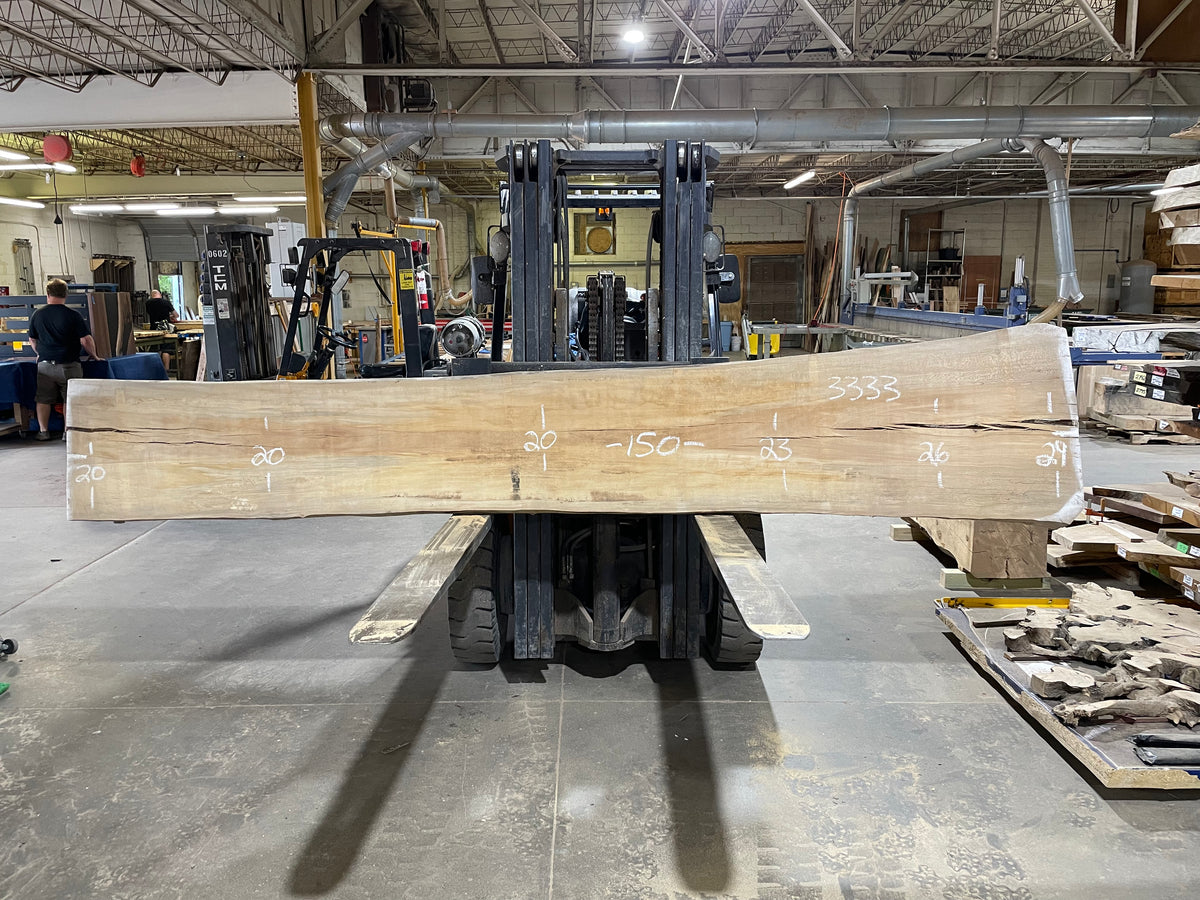 Sycamore (3333) 150” L x 20-29” W x 2.5” T