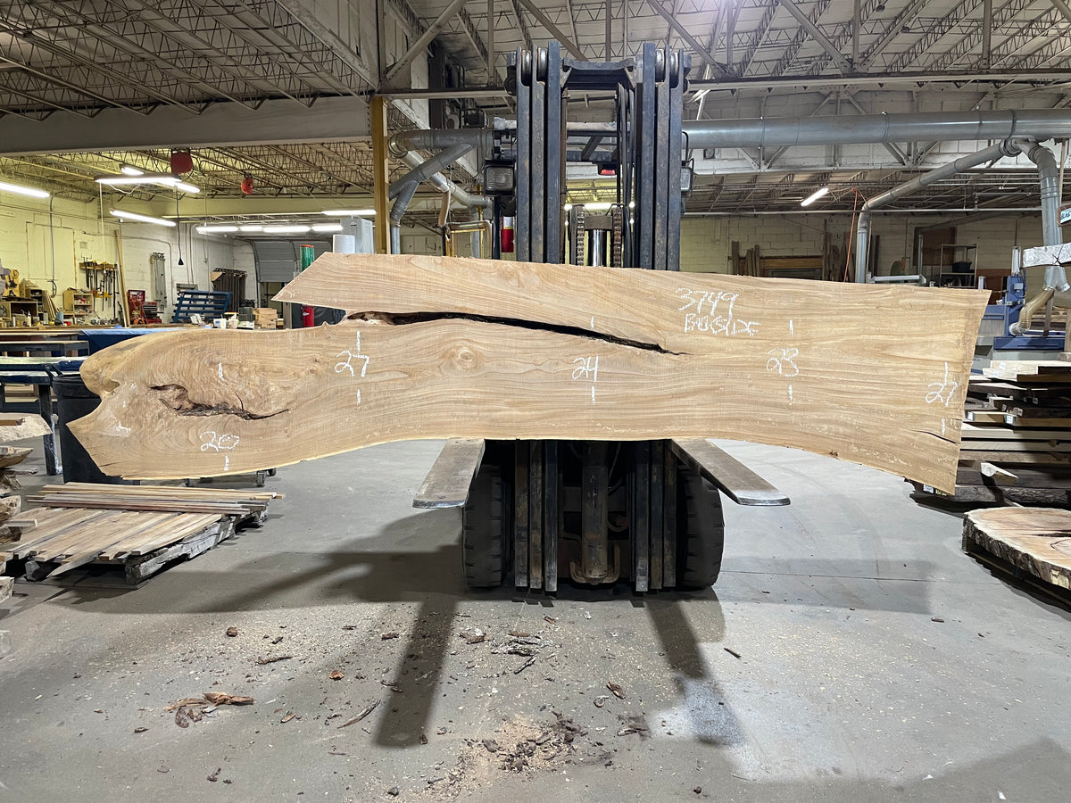 Siberian Elm (3749)  123” L x 18-27” W x 3” T
