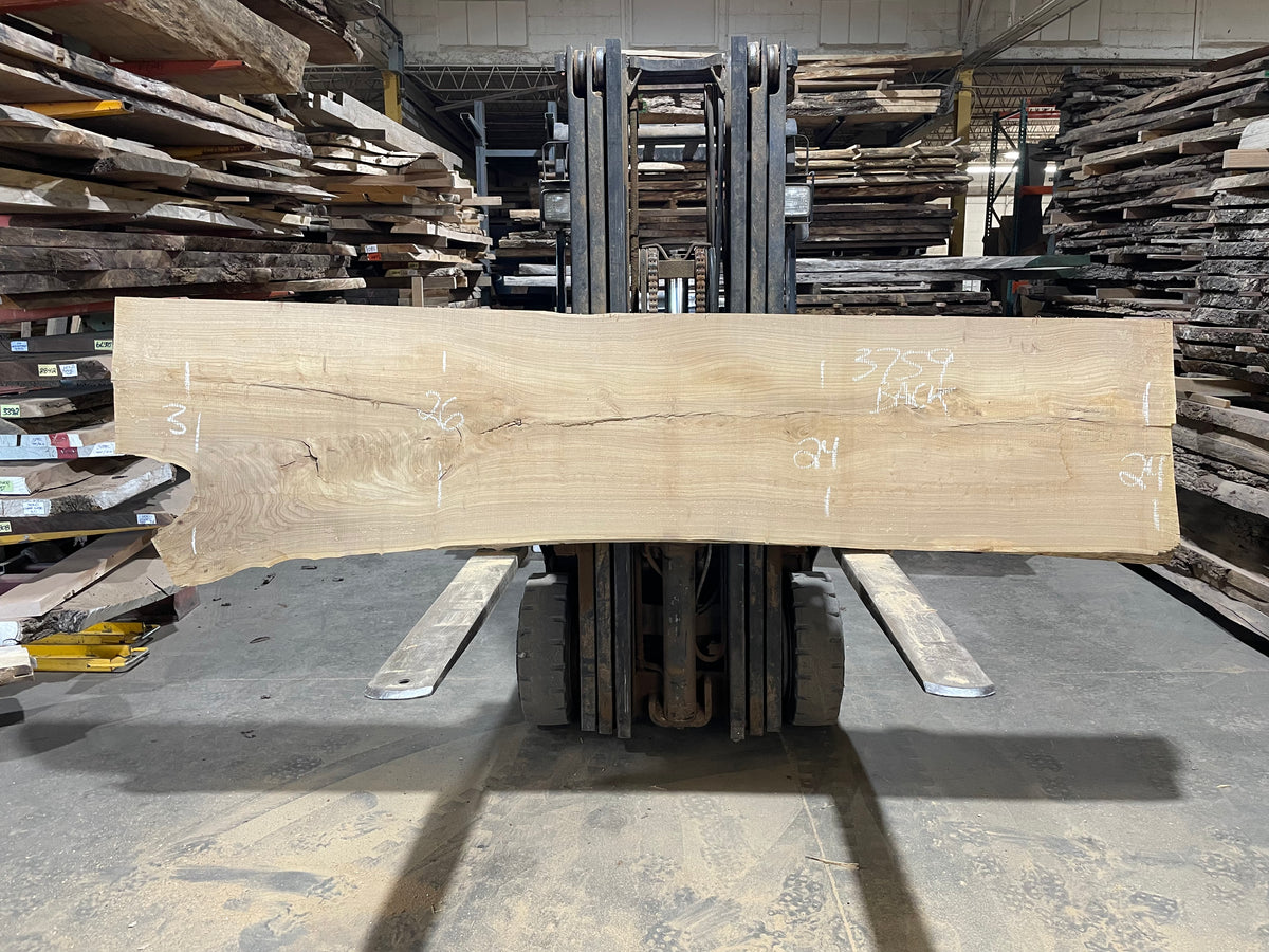 Siberian Elm (3759)  112” L x 16-26” W x 3” T