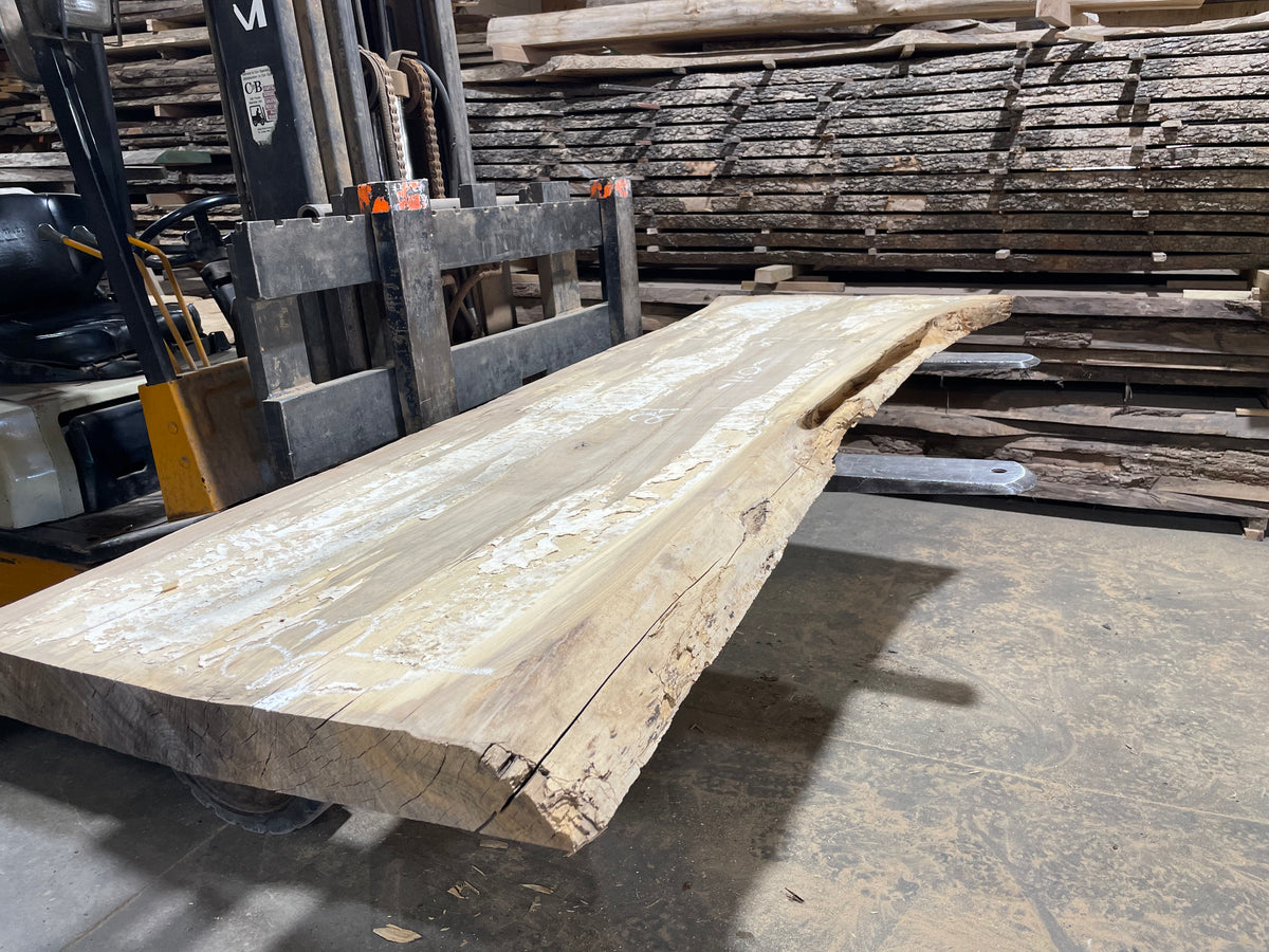 Siberian Elm (3765)  110” L x 23-36” W x 3” T